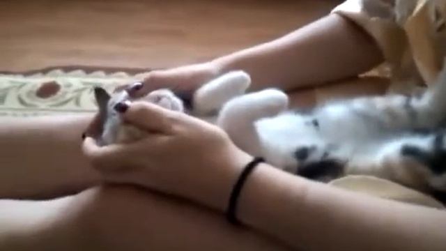 Как успокоить кота за 3 секунды смотреть онлайн