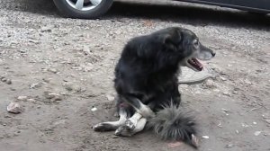 ПРИКОЛ СОБАКА АНАНИСТ