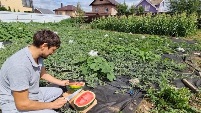 Арбузная бахча в Москве. 3 августа 2021. Срезаем и пробуем арбуз 9 кг. смотреть онлайн