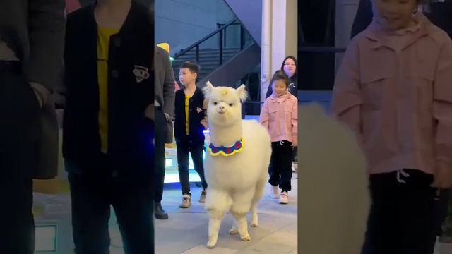 Милые животные | милые животные милые домашние животные смотреть онлайн