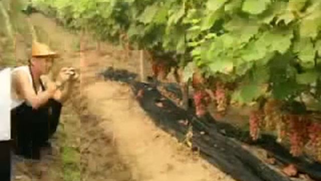 Сорт винограда Маникюр Фингер / Manicure Finger / 美人指 смотреть онлайн