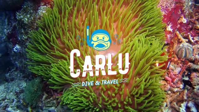 Different types of anemone fish around the globe смотреть онлайн