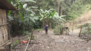 Selling a wild boar with high price. Robert | Green forest life