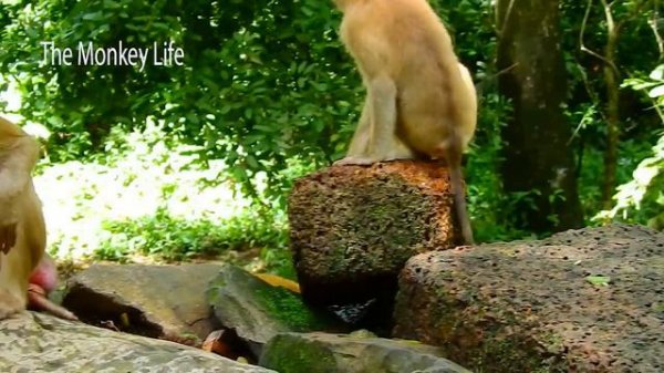 Tiny monkey Rainbow was mis-treated by step mummy Libby