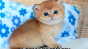 Золотая шиншилла  — кошка с особым характером