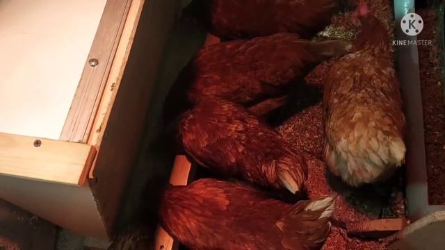 2 марта 2022 г. Бюджетная бункерная кормушка своими руками