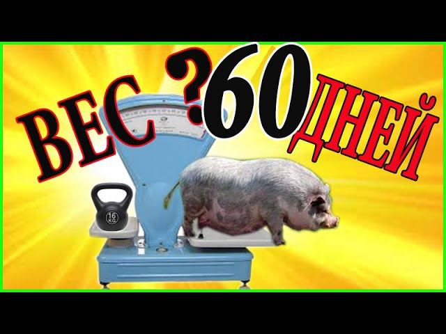 Вьетнамские поросята  Вес в 60 дней  Зауральское подворье Жизнь в России