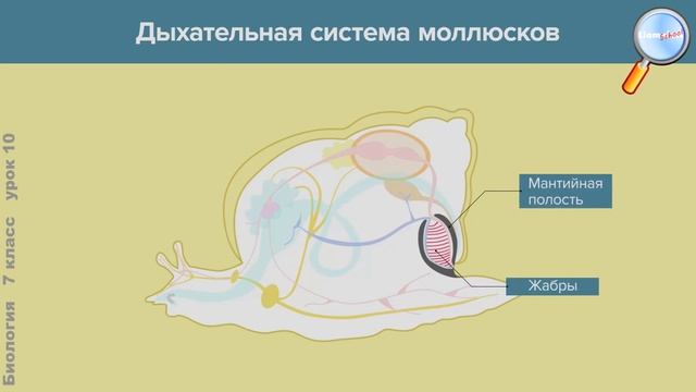 Биология 7 класс (Урок№10 - Тип Моллюски. Образ жизни и многообразие.) смотреть онлайн