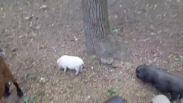 Софие 2 годика! ?Отмечаем День Рожденье - едем в Парк Фельдмана смотреть онлайн