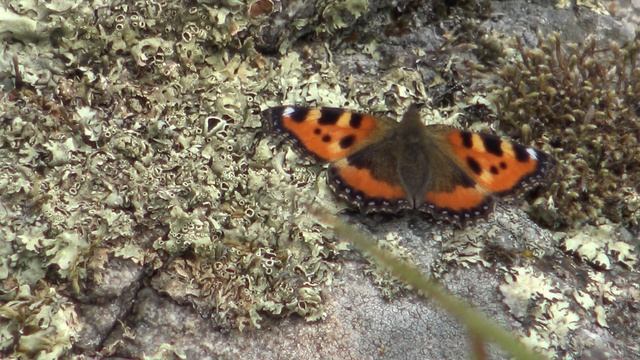 Aglais urticae Nokkosporhonen смотреть онлайн