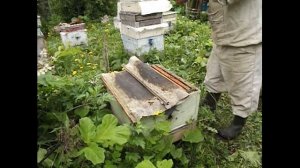 работа с пчелами при неблагоприятной погоде