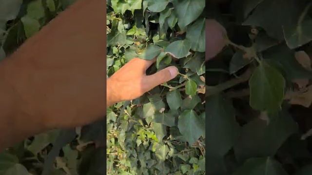 Идея для живого забора #жизньвдеревне #пасека #пчеловодствоснуля #плющ #природа #ландшафтныйдизайн смотреть онлайн