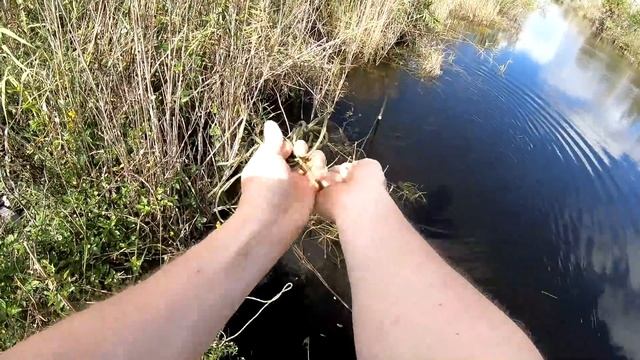 Spear Fishing Armored Catfish Catch & Cook смотреть онлайн