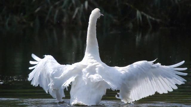 Божественная музыка успокаивает и мелодична, а балетный танец лебедей так прекрасен.Сергей Чекалин смотреть онлайн