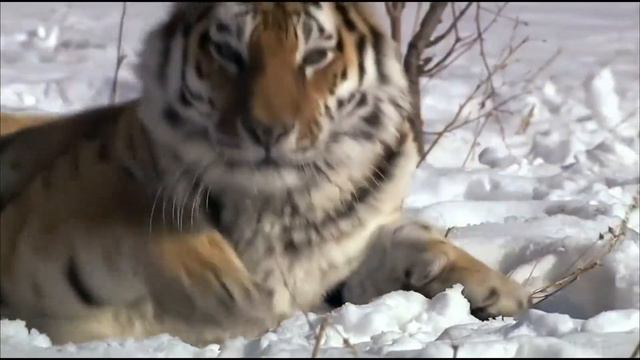 Приморский край (Проект 85 друзей президента) смотреть онлайн