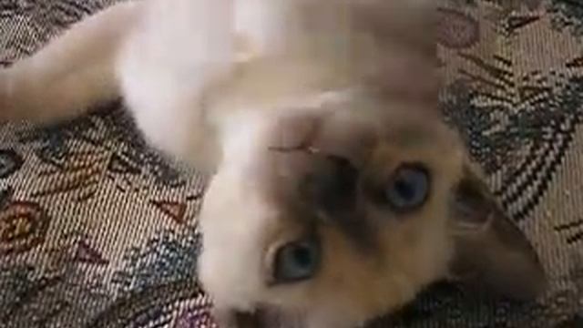 Маленький котенок смотреть онлайн