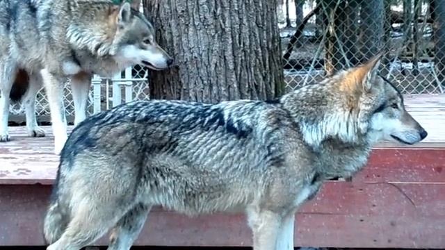 Волк на меня смотрит смотреть онлайн
