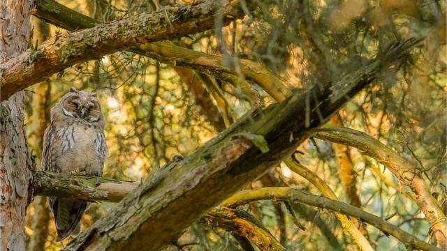 Фотографии птиц Обнинска 2 2019 смотреть онлайн