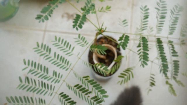 Initiate BRANCH BOOM & SMALLER LEAVES in Delonix regia #gulmohar #गुलमोहर #bonsai TIPS & TRICKS #GC смотреть онлайн