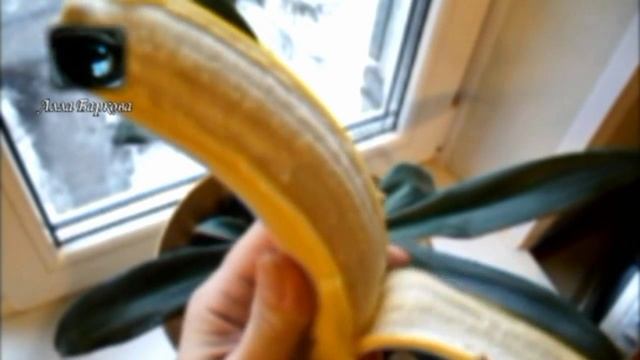 Как сделать листья блестящими 2 самых простых и дешевых способа How to bring the leaves shine смотреть онлайн