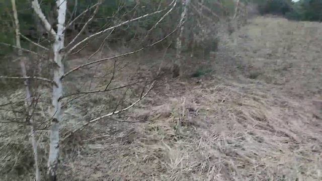 Я с другом, нашел рога лося. Апрель 2019. Супер день. смотреть онлайн