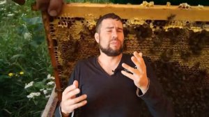 Почему пчелы не носят мед Три основных фактора Пчеловод. Медоносы. Породы пчел