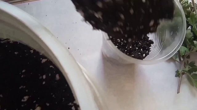 Черенкую хризантему в стаканчики 16 октября?? смотреть онлайн