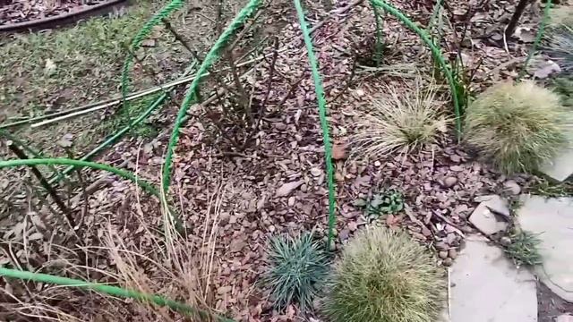 За один день раскрыла практически все розы. Лучшие дуги для укрытия роз смотреть онлайн