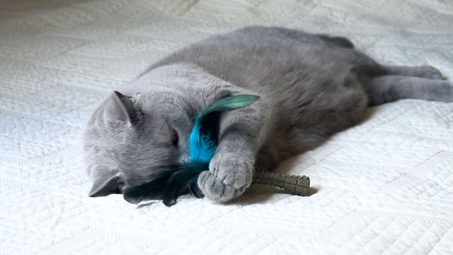 Пахучая палочка для кота / cat and catnip смотреть онлайн