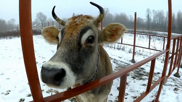 Пополнение в хозяйстве. Телочка Мальва смотреть онлайн