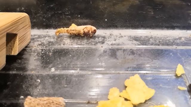 КУКЛА МУЧНОЙ ЧЕРВЬ! ОТКУДА БЕРУТСЯ ЖУКИ! смотреть онлайн