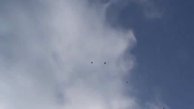 За час полета три хищника в кадре и потеря 9 от ястреба 12.11.2016 смотреть онлайн