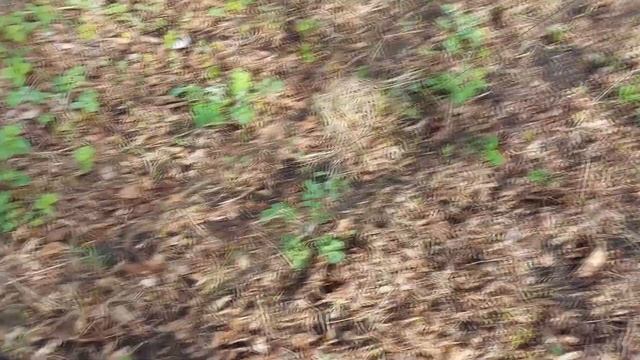 Ловля певчих птиц. Апрель 2022. Черные дрозды и зяблик. смотреть онлайн