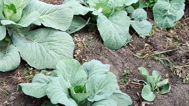 Высокорослые томаты/малинник/НАТАЛИЯ БОС смотреть онлайн