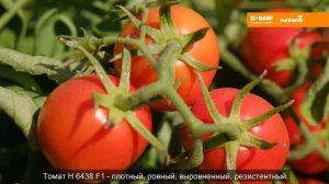 промышленный томат Н 6438 F1 Nunhems, BASF.