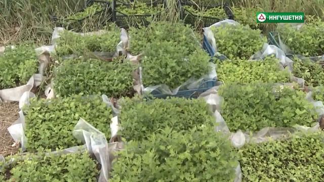 Рубрика. Как сажать хризантемы смотреть онлайн