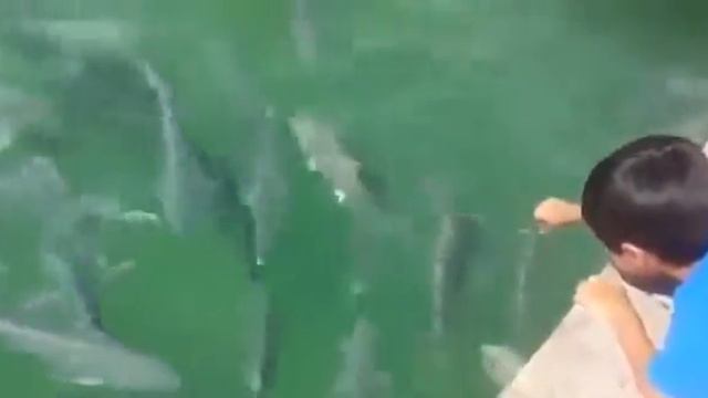 Рыбка схватила мальчика за руку смотреть онлайн