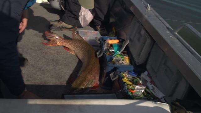 Трофейная рыбалка. Щука монстр более 10 кг на спиннинг. Камское водохранилище. смотреть онлайн