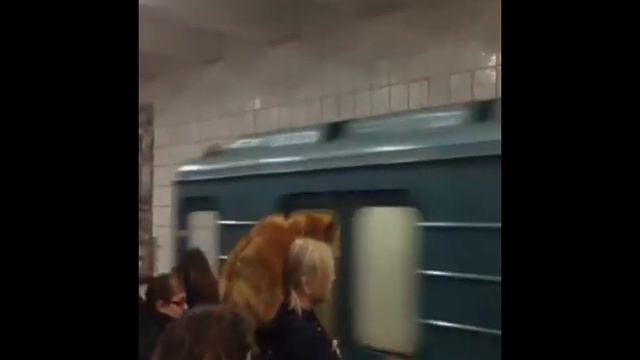 ~ЛИСА В МЕТРО~/ПОВОРОТ СОБЫТИЙ ТАКОЕ НЕ КАЖДЫЙ ДЕНЬ УВИДЕШЬ !!