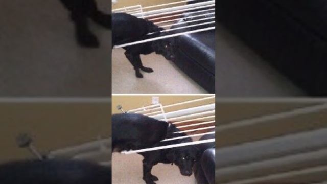 Животные Которые Попали В Неловкие Ситуации #shorts смотреть онлайн