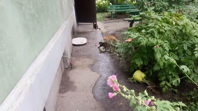 Толстый кот Степа убегает, завидев собаку