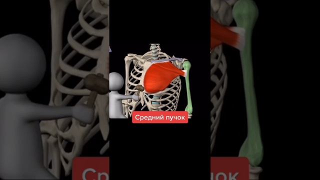 ГРУДНЫЕ МЫШЦЫ | ДЕЛАЙ ПРАВИЛЬНО смотреть онлайн