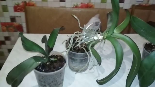 Орхидея Бабочка - Подарок Сына! И 3-новые орхидеи!))) смотреть онлайн