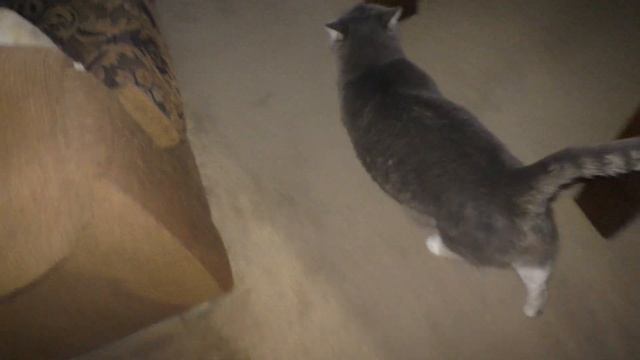 First look of the Panasonic v770! смотреть онлайн