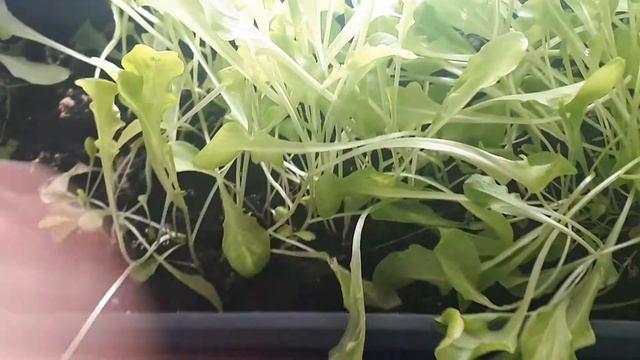 Как Сделать Полезное