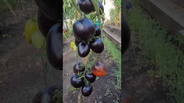Коллекционные сорта томатов Гаргамель и Паскаль из Пикардии смотреть онлайн