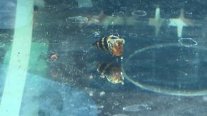 Хищная улитка Хелена поедает катушку