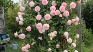 Роза Пьер де Ронсар.