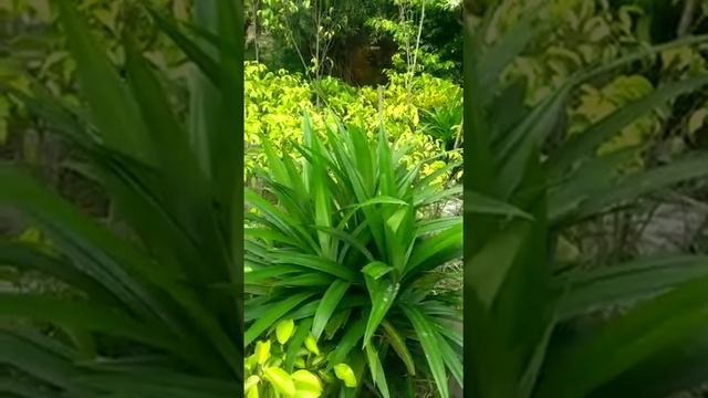 #Basmati Plant #Pandanus Amaryllifolius , A plant that smells like basmati rice when touched смотреть онлайн