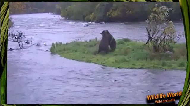 Fighting bears on the mountain river Борьба медведей на горной реке смотреть онлайн